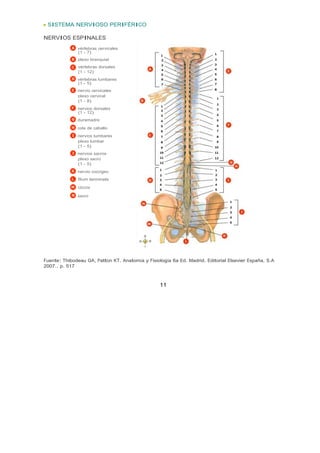 SISTEMA NERVIOSO PERIFÉRICO

NERVIOS ESPINALES
              vértebras cervicales
              (1 - 7)
              plexo branquial
              vértebras dorsales
              (1 - 12)
              vértebras lumbares
              (1 - 5)
              nervio cervicales
              plexo cervical
              (1 - 8)
              nervios dorsales
              (1 - 12)
              duramadre

              cola de caballo
              nervios lumbares
              plexo lumbar
              (1 - 5)
              nervios sacros
              plexo sacro
              (1 - 5)
              nervio coccígeo
              filum terminate

              cóccix

              sacro




Fuente: Thibodeau GA, Patton KT. Anatomía y Fisiología 6a Ed. Madrid. Editorial Elsevier España, S.A
2007.. p. 517



                                                  11
 