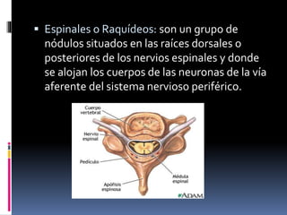  Espinales o Raquídeos: son un grupo de
nódulos situados en las raíces dorsales o
posteriores de los nervios espinales y donde
se alojan los cuerpos de las neuronas de la vía
aferente del sistema nervioso periférico.
 