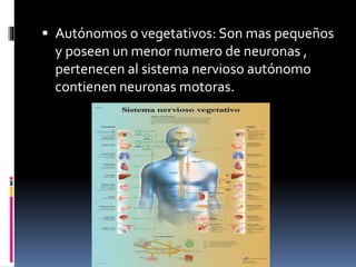  Autónomos o vegetativos: Son mas pequeños
y poseen un menor numero de neuronas ,
pertenecen al sistema nervioso autónomo
contienen neuronas motoras.
 