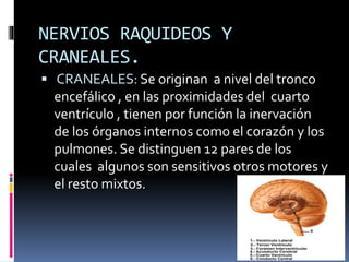 NERVIOS RAQUIDEOS Y
CRANEALES.
 CRANEALES: Se originan a nivel del tronco
encefálico , en las proximidades del cuarto
ventrículo , tienen por función la inervación
de los órganos internos como el corazón y los
pulmones. Se distinguen 12 pares de los
cuales algunos son sensitivos otros motores y
el resto mixtos.
 