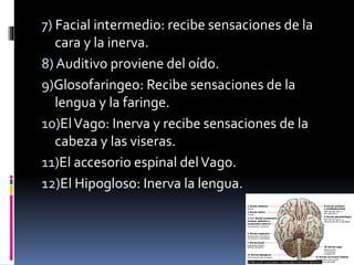 7) Facial intermedio: recibe sensaciones de la
cara y la inerva.
8) Auditivo proviene del oído.
9)Glosofaringeo: Recibe sensaciones de la
lengua y la faringe.
10)ElVago: Inerva y recibe sensaciones de la
cabeza y las viseras.
11)El accesorio espinal delVago.
12)El Hipogloso: Inerva la lengua.
 