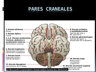 PARES CRANEALES
 