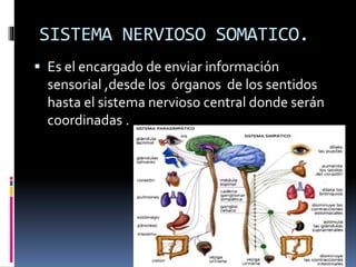 SISTEMA NERVIOSO SOMATICO.
 Es el encargado de enviar información
sensorial ,desde los órganos de los sentidos
hasta el sistema nervioso central donde serán
coordinadas .
 