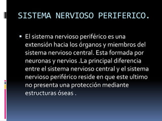 SISTEMA NERVIOSO PERIFERICO.
 El sistema nervioso periférico es una
extensión hacia los órganos y miembros del
sistema nervioso central. Esta formada por
neuronas y nervios .La principal diferencia
entre el sistema nervioso central y el sistema
nervioso periférico reside en que este ultimo
no presenta una protección mediante
estructuras óseas .
 