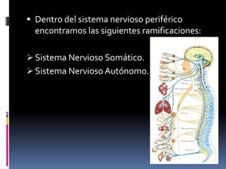  Dentro del sistema nervioso periférico
encontramos las siguientes ramificaciones:
 Sistema Nervioso Somático.
 Sistema Nervioso Autónomo.
 