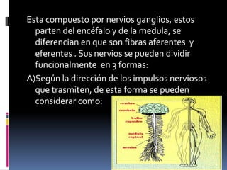 Esta compuesto por nervios ganglios, estos
parten del encéfalo y de la medula, se
diferencian en que son fibras aferentes y
eferentes . Sus nervios se pueden dividir
funcionalmente en 3 formas:
A)Según la dirección de los impulsos nerviosos
que trasmiten, de esta forma se pueden
considerar como:
 