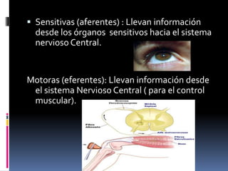  Sensitivas (aferentes) : Llevan información
desde los órganos sensitivos hacia el sistema
nervioso Central.
Motoras (eferentes): Llevan información desde
el sistema Nervioso Central ( para el control
muscular).
 