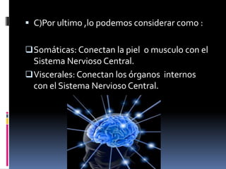  C)Por ultimo ,lo podemos considerar como :
Somáticas: Conectan la piel o musculo con el
Sistema Nervioso Central.
Viscerales: Conectan los órganos internos
con el Sistema Nervioso Central.
 