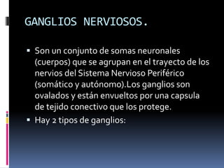 GANGLIOS NERVIOSOS.
 Son un conjunto de somas neuronales
(cuerpos) que se agrupan en el trayecto de los
nervios del Sistema Nervioso Periférico
(somático y autónomo).Los ganglios son
ovalados y están envueltos por una capsula
de tejido conectivo que los protege.
 Hay 2 tipos de ganglios:
 