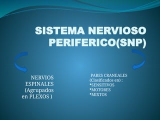 Snp Rv SISTEMA NERVIOSO PERIFERICO(SNP)PARES CRANEALES.pptx