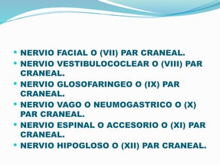 Snp Rv SISTEMA NERVIOSO PERIFERICO(SNP)PARES CRANEALES.pptx