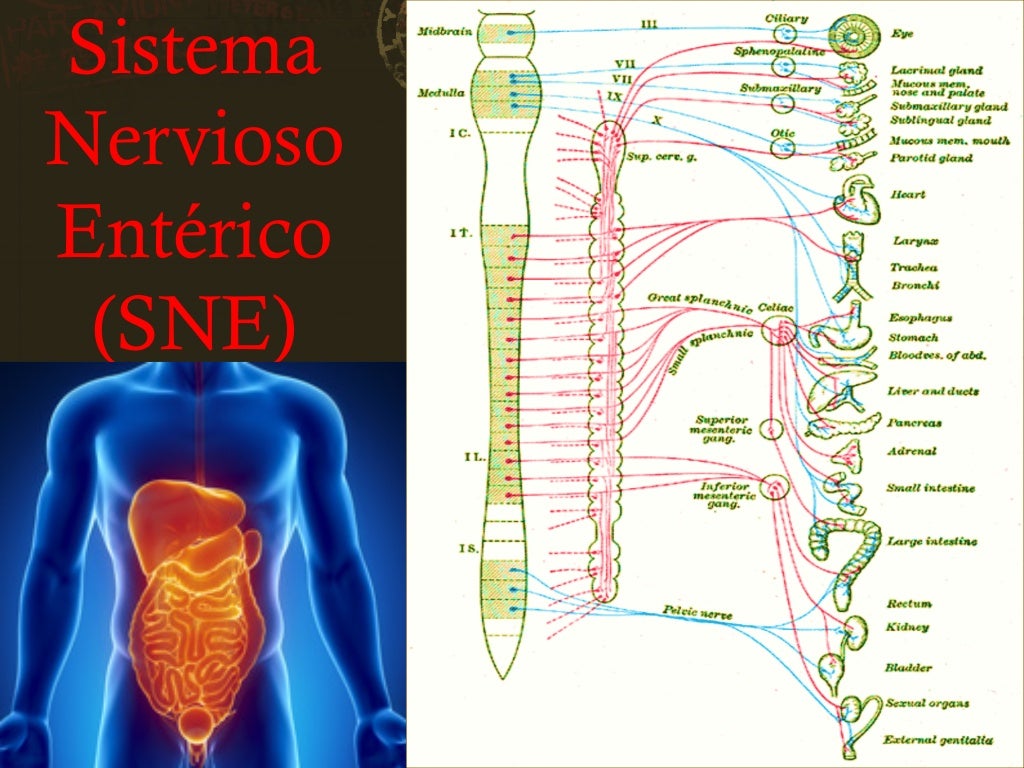 O Que é O Sistema Nervoso Entérico ENSINO O Que é O Sistema Nervoso Entérico ENSINO