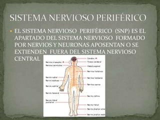  EL SISTEMA NERVIOSO PERIFÉRICO (SNP) ES EL
 APARTADO DEL SISTEMA NERVIOSO FORMADO
 POR NERVIOS Y NEURONAS APOSENTAN O SE
 EXTIENDEN FUERA DEL SISTEMA NERVIOSO
 CENTRAL
 