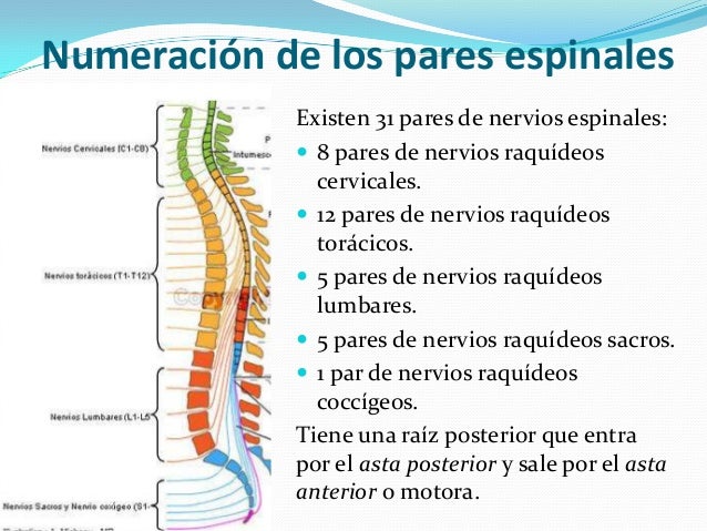 Cuales Son Los 31 Pares Raquideos es.slideshare.net