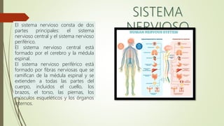 El sistema nervioso consta de dos
partes principales: el sistema
nervioso central y el sistema nervioso
periférico.
El sistema nervioso central está
formado por el cerebro y la médula
espinal.
El sistema nervioso periférico está
formado por fibras nerviosas que se
ramifican de la médula espinal y se
extienden a todas las partes del
cuerpo, incluidos el cuello, los
brazos, el torso, las piernas, los
músculos esqueléticos y los órganos
internos.
 