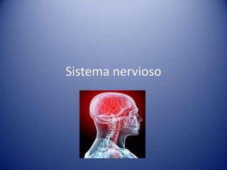 Sistema nervioso
 