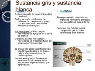 Sustancia gris y sustancia
blanca
 GRIS:
Es la encargada de generar impulsos
nerviosos
Se forma por la confluencia de
millones de cuerpos neuronales
con sus dendritas, terminales
axónicos y neuroglías.
Núcleos grises: si los cuerpos
neuronales se agrupan en la base
de cráneo
Ganglios: cuando los cuerpos
neuronales se presentan fuera del
sistema nervioso central
se sitúa en la parte superficial como
una lámina delgada y en áreas
más profundas en forma de
núcleos grises.
Los núcleos grises o basales se
asocian a funciones como las
emociones, el pensamiento y el
aprendizaje.
 BLANCA:
Tiene por misión conducir los
impulsos nerviosos creados
por la sustancia gris al SNC
Se ubica por debajo y está
compuesta por axones
neuronales con mielina
 