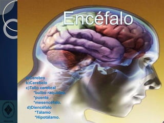 a)Cerebro
b)Cerebelo
c)Tallo cerebral
*bulbo raquídeo.
*puente
*mesencéfalo.
d)Diencéfalo
*Tálamo
*Hipotálamo.
 