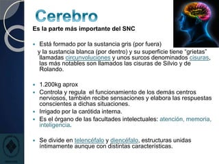 Es la parte más importante del SNC
 Está formado por la sustancia gris (por fuera)
y la sustancia blanca (por dentro) y su superficie tiene “grietas”
llamadas circunvoluciones y unos surcos denominados cisuras,
las más notables son llamados las cisuras de Silvio y de
Rolando.
 1.200kg aprox
 Controla y regula el funcionamiento de los demás centros
nerviosos, también recibe sensaciones y elabora las respuestas
conscientes a dichas situaciones.
 Irrigado por la carótida interna.
 Es el órgano de las facultades intelectuales: atención, memoria,
inteligencia.
 Se divide en telencéfalo y diencéfalo, estructuras unidas
íntimamente aunque con distintas características.
 