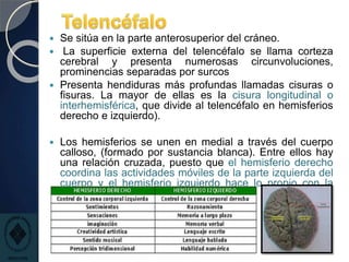  Se sitúa en la parte anterosuperior del cráneo.
 La superficie externa del telencéfalo se llama corteza
cerebral y presenta numerosas circunvoluciones,
prominencias separadas por surcos
 Presenta hendiduras más profundas llamadas cisuras o
fisuras. La mayor de ellas es la cisura longitudinal o
interhemisférica, que divide al telencéfalo en hemisferios
derecho e izquierdo).
 Los hemisferios se unen en medial a través del cuerpo
calloso, (formado por sustancia blanca). Entre ellos hay
una relación cruzada, puesto que el hemisferio derecho
coordina las actividades móviles de la parte izquierda del
cuerpo y el hemisferio izquierdo hace lo propio con la
parte derecha.
 