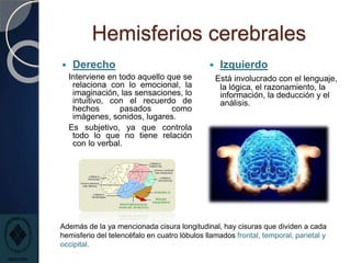 Hemisferios cerebrales
 Derecho
Interviene en todo aquello que se
relaciona con lo emocional, la
imaginación, las sensaciones, lo
intuitivo, con el recuerdo de
hechos pasados como
imágenes, sonidos, lugares.
Es subjetivo, ya que controla
todo lo que no tiene relación
con lo verbal.
 Izquierdo
Está involucrado con el lenguaje,
la lógica, el razonamiento, la
información, la deducción y el
análisis.
Además de la ya mencionada cisura longitudinal, hay cisuras que dividen a cada
hemisferio del telencéfalo en cuatro lóbulos llamados frontal, temporal, parietal y
occipital.
 