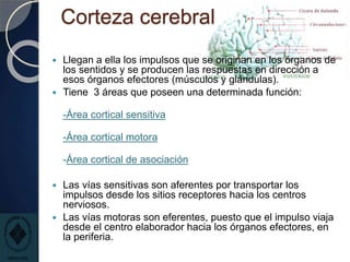 Corteza cerebral
 Llegan a ella los impulsos que se originan en los órganos de
los sentidos y se producen las respuestas en dirección a
esos órganos efectores (músculos y glándulas).
 Tiene 3 áreas que poseen una determinada función:
-Área cortical sensitiva
-Área cortical motora
-Área cortical de asociación
 Las vías sensitivas son aferentes por transportar los
impulsos desde los sitios receptores hacia los centros
nerviosos.
 Las vías motoras son eferentes, puesto que el impulso viaja
desde el centro elaborador hacia los órganos efectores, en
la periferia.
 