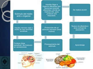 Estímulo del medio
amb u órganos
Impulso nervioso viaja a
través de vías nerviosas
sensitivas
Corteza (área
sensitiva). Se traducen
en sensaciones
Procesamiento del
estímulo
Producción de un
estímulo nervioso (área
motora)
Impulso llega a
órganos efectores (por
neuronas motoras
eferentes ) donde se
traduce info. para
producir una
respuesta.
Se realiza acción
Nueva vía aferente a
área cortical de
asociación
Aprendizaje
 
