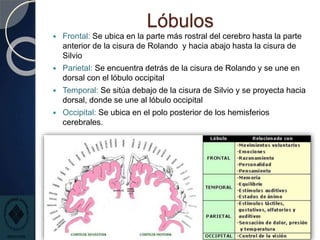 Lóbulos
 Frontal: Se ubica en la parte más rostral del cerebro hasta la parte
anterior de la cisura de Rolando y hacia abajo hasta la cisura de
Silvio
 Parietal: Se encuentra detrás de la cisura de Rolando y se une en
dorsal con el lóbulo occipital
 Temporal: Se sitúa debajo de la cisura de Silvio y se proyecta hacia
dorsal, donde se une al lóbulo occipital
 Occipital: Se ubica en el polo posterior de los hemisferios
cerebrales.
 