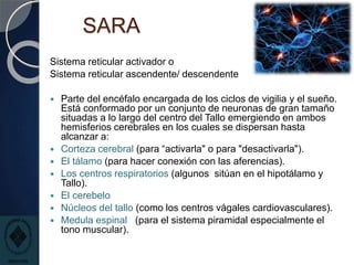 SARA
Sistema reticular activador o
Sistema reticular ascendente/ descendente
 Parte del encéfalo encargada de los ciclos de vigilia y el sueño.
Está conformado por un conjunto de neuronas de gran tamaño
situadas a lo largo del centro del Tallo emergiendo en ambos
hemisferios cerebrales en los cuales se dispersan hasta
alcanzar a:
 Corteza cerebral (para “activarla" o para "desactivarla").
 El tálamo (para hacer conexión con las aferencias).
 Los centros respiratorios (algunos sitúan en el hipotálamo y
Tallo).
 El cerebelo
 Núcleos del tallo (como los centros vágales cardiovasculares).
 Medula espinal (para el sistema piramidal especialmente el
tono muscular).
 