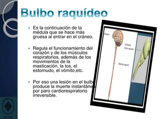  Es la continuación de la
médula que se hace más
gruesa al entrar en el cráneo.
 Regula el funcionamiento del
corazón y de los músculos
respiratorios, además de los
movimientos de la
masticación, la tos, el
estornudo, el vómito,etc.
 Por eso una lesión en el bulbo
produce la muerte instantánea
por paro cardiorespiratorio
irreversible.
 