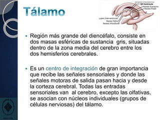  Región más grande del diencéfalo, consiste en
dos masas esféricas de sustancia gris, situadas
dentro de la zona media del cerebro entre los
dos hemisferios cerebrales.
 Es un centro de integración de gran importancia
que recibe las señales sensoriales y donde las
señales motoras de salida pasan hacia y desde
la corteza cerebral. Todas las entradas
sensoriales van al cerebro, excepto las olfativas,
se asocian con núcleos individuales (grupos de
células nerviosas) del tálamo.
 