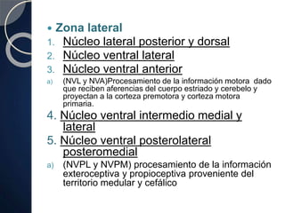  Zona lateral
1. Núcleo lateral posterior y dorsal
2. Núcleo ventral lateral
3. Núcleo ventral anterior
a) (NVL y NVA)Procesamiento de la información motora dado
que reciben aferencias del cuerpo estriado y cerebelo y
proyectan a la corteza premotora y corteza motora
primaria.
4. Núcleo ventral intermedio medial y
lateral
5. Núcleo ventral posterolateral
posteromedial
a) (NVPL y NVPM) procesamiento de la información
exteroceptiva y propioceptiva proveniente del
territorio medular y cefálico
 