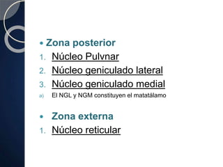  Zona posterior
1. Núcleo Pulvnar
2. Núcleo geniculado lateral
3. Núcleo geniculado medial
a) El NGL y NGM constituyen el matatálamo
 Zona externa
1. Núcleo reticular
 