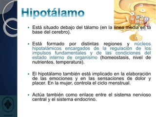  Está situado debajo del tálamo (en la línea media en la
base del cerebro).
 Está formado por distintas regiones y núcleos
hipotalámicos encargados de la regulación de los
impulsos fundamentales y de las condiciones del
estado interno de organismo (homeostasis, nivel de
nutrientes, temperatura).
 El hipotálamo también está implicado en la elaboración
de las emociones y en las sensaciones de dolor y
placer. En la mujer, controla el ciclo menstrual.
 Actúa también como enlace entre el sistema nervioso
central y el sistema endocrino.
 