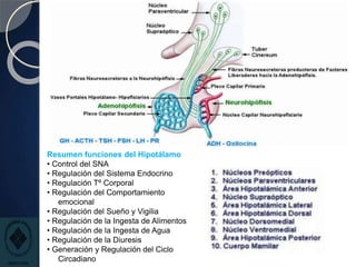 Resumen funciones del Hipotálamo
• Control del SNA
• Regulación del Sistema Endocrino
• Regulación Tº Corporal
• Regulación del Comportamiento
emocional
• Regulación del Sueño y Vigilia
• Regulación de la Ingesta de Alimentos
• Regulación de la Ingesta de Agua
• Regulación de la Diuresis
• Generación y Regulación del Ciclo
Circadiano
 