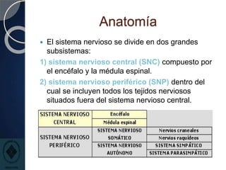 Anatomía
 El sistema nervioso se divide en dos grandes
subsistemas:
1) sistema nervioso central (SNC) compuesto por
el encéfalo y la médula espinal.
2) sistema nervioso periférico (SNP) dentro del
cual se incluyen todos los tejidos nerviosos
situados fuera del sistema nervioso central.
 
