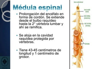  Prolongación del encéfalo en
forma de cordón. Se extiende
desde el bulbo raquídeo
hasta la 2° vértebra lumbar y
ahí se ramifica.
 Se aloja en la cavidad
raquídea protegida por
vértebras.
 Tiene 43-45 centímetros de
longitud y 1 centímetro de
grosor.
 