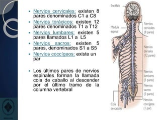  Nervios cervicales: existen 8
pares denominados C1 a C8
 Nervios torácicos: existen 12
pares denominados T1 a T12
 Nervios lumbares: existen 5
pares llamados L1 a L5
 Nervios sacros: existen 5
pares, denominados S1 a S5
 Nervios coccígeos: existe un
par
 Los últimos pares de nervios
espinales forman la llamada
cola de caballo al descender
por el último tramo de la
columna vertebral
 