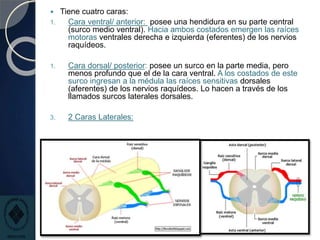  Tiene cuatro caras:
1. Cara ventral/ anterior: posee una hendidura en su parte central
(surco medio ventral). Hacia ambos costados emergen las raíces
motoras ventrales derecha e izquierda (eferentes) de los nervios
raquídeos.
1. Cara dorsal/ posterior: posee un surco en la parte media, pero
menos profundo que el de la cara ventral. A los costados de este
surco ingresan a la médula las raíces sensitivas dorsales
(aferentes) de los nervios raquídeos. Lo hacen a través de los
llamados surcos laterales dorsales.
3. 2 Caras Laterales:
 