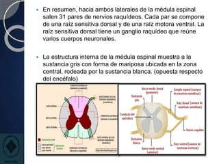  En resumen, hacia ambos laterales de la médula espinal
salen 31 pares de nervios raquídeos. Cada par se compone
de una raíz sensitiva dorsal y de una raíz motora ventral. La
raíz sensitiva dorsal tiene un ganglio raquídeo que reúne
varios cuerpos neuronales.
 La estructura interna de la médula espinal muestra a la
sustancia gris con forma de mariposa ubicada en la zona
central, rodeada por la sustancia blanca. (opuesta respecto
del encéfalo)
 