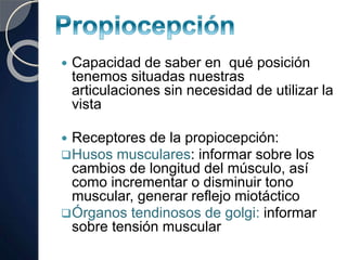  Capacidad de saber en qué posición
tenemos situadas nuestras
articulaciones sin necesidad de utilizar la
vista
 Receptores de la propiocepción:
Husos musculares: informar sobre los
cambios de longitud del músculo, así
como incrementar o disminuir tono
muscular, generar reflejo miotáctico
Órganos tendinosos de golgi: informar
sobre tensión muscular
 