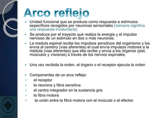  Unidad funcional que se produce como respuesta a estímulos
específicos recogidos por neuronas sensoriales (siempre significa
una respuesta involuntaria)
 Se produce por el trayecto que realiza la energia y el impulso
nervioso de un estimulo en dos o más neuronas.
 La medula espinal recibe los impulsos sensitivos del organismo y los
envía al cerebro (vias aferentes) el cual envía impulsos motores a la
médula (vias eferentes) que ella recibe y envia a los órganos (piel,
músculos y vísceras) a través de los nervios espinales.
 Una vez recibida la orden, el órgano o el receptor ejecuta la orden
 Componentes de un arco reflejo:
 el receptor
 la neurona y fibra sensitiva
 el centro integrador en la sustancia gris
 la fibra motora
 la unión entre la fibra motora con el músculo o el efector.
 