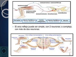  El arco reflejo puede ser simple, con 2 neuronas; o complejo,
con más de dos neuronas.
 