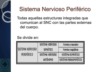 Sistema Nervioso Periférico
Todas aquellas estructuras integradas que
comunican al SNC con las partes externas
del cuerpo.
Se divide en:
 