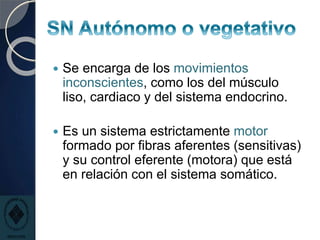  Se encarga de los movimientos
inconscientes, como los del músculo
liso, cardiaco y del sistema endocrino.
 Es un sistema estrictamente motor
formado por fibras aferentes (sensitivas)
y su control eferente (motora) que está
en relación con el sistema somático.
 