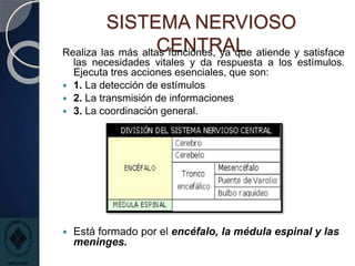 SISTEMA NERVIOSO
CENTRAL
Realiza las más altas funciones, ya que atiende y satisface
las necesidades vitales y da respuesta a los estímulos.
Ejecuta tres acciones esenciales, que son:
 1. La detección de estímulos
 2. La transmisión de informaciones
 3. La coordinación general.
 Está formado por el encéfalo, la médula espinal y las
meninges.
 