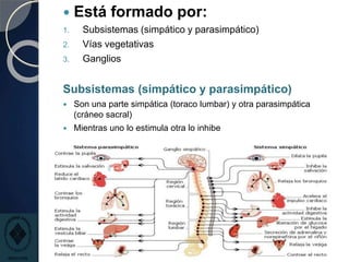 Está formado por:
1. Subsistemas (simpático y parasimpático)
2. Vías vegetativas
3. Ganglios
Subsistemas (simpático y parasimpático)
 Son una parte simpática (toraco lumbar) y otra parasimpática
(cráneo sacral)
 Mientras uno lo estimula otra lo inhibe
 