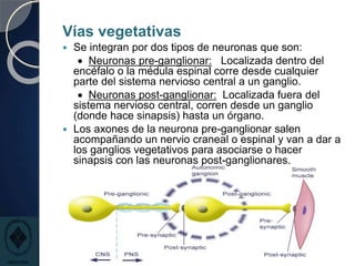 Vías vegetativas
 Se integran por dos tipos de neuronas que son:
 Neuronas pre-ganglionar: Localizada dentro del
encéfalo o la médula espinal corre desde cualquier
parte del sistema nervioso central a un ganglio.
 Neuronas post-ganglionar: Localizada fuera del
sistema nervioso central, corren desde un ganglio
(donde hace sinapsis) hasta un órgano.
 Los axones de la neurona pre-ganglionar salen
acompañando un nervio craneal o espinal y van a dar a
los ganglios vegetativos para asociarse o hacer
sinapsis con las neuronas post-ganglionares.
 