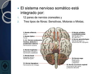  El sistema nervioso somático está
integrado por:
1. 12 pares de nervios craneales y
2. Tres tipos de fibras: Sensitivas, Motoras o Mixtas.
 