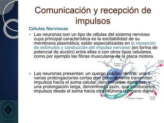 Comunicación y recepción de
impulsos
Células Nerviosas
 Las neuronas son un tipo de células del sistema nervioso
cuya principal característica es la excitabilidad de su
membrana plasmática; están especializadas en la recepción
de estímulos y conducción del impulso nervioso (en forma de
potencial de acción) entre ellas o con otros tipos celulares,
como por ejemplo las fibras musculares de la placa motora.
 Las neuronas presentan: un cuerpo celular, central; una o
varias prolongaciones cortas que generalmente transmiten
impulsos hacia el soma celular, denominadas dendritas; y
una prolongación larga, denominada axón, que conduce los
impulsos desde el soma hacia otra neurona u órgano diana.
 